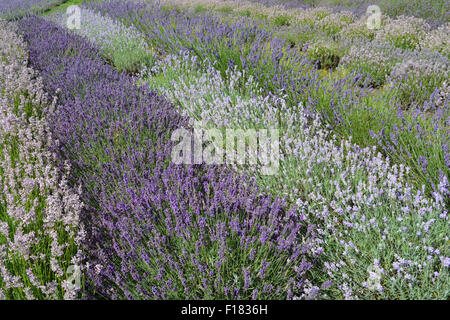 Yorkshire Lavender Farm. Reihen von Lavendel (Lavandula Angustifolia), einschließlich "Rosea", "Imperial Juwel" und "Blue Ice". Stockfoto