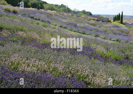 Yorkshire Lavender Farm, Blick über den Lavendelgarten im August. Stockfoto