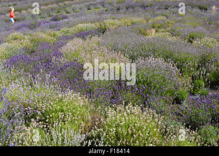 Kleines Mädchen läuft durch die Lavendelfelder in Yorkshire Lavender Farm, North Yorkshire, England. Stockfoto