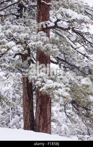 Jeffrey pine Bäume im Schnee; Big Bear Lake, San Bernardino Mountains, Kalifornien. Stockfoto