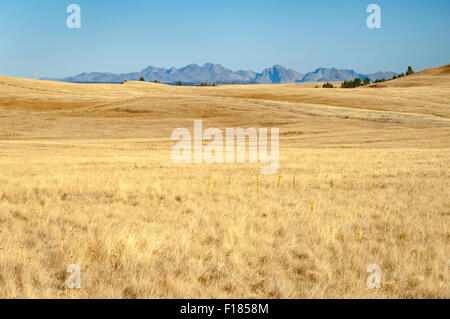 The Nature Conservancy Zumwalt Prairie bewahren; Wallowa County, nordöstlichen Oregon. Stockfoto