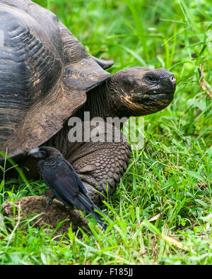 Ani Vogel besucht eine Galapagos-Schildkröte Stockfoto