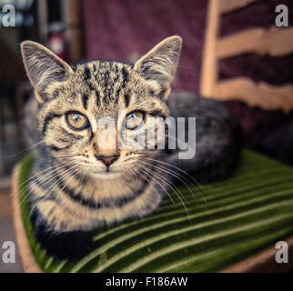 Entspannen Sie sich auf einen Küchenstuhl Tabby Katze Stockfoto