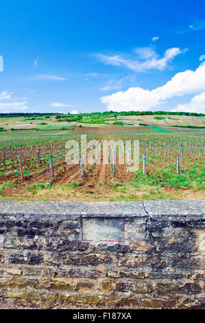 La Tache Weinberg Steinmauer mit Kalkstein-Marker und die Weinberge selbst Stockfoto