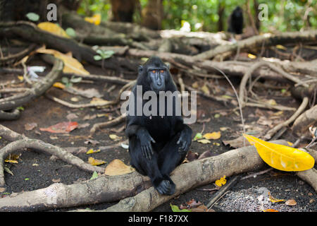 Porträt eines Sulawesi-Schwarzkammmakaken (Macaca nigra), der auf einer Baumwurzel im Tieflandregenwald von Tangkoko, Indonesien, sitzt. Stockfoto