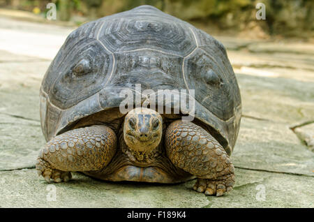 Der Lebensraum der Schildkröte Aldabra ist Insel von Aldabra-Atoll auf den Seychellen. Stockfoto