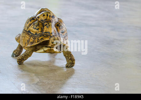 Pantherschildkröte zu Fuß auf den Boden Stockfoto