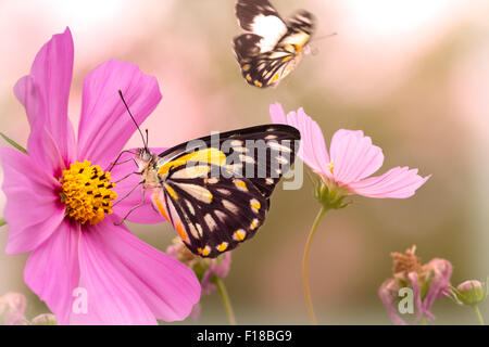 Zusammengesetzten weichen Bild von Blumen Schmetterlinge und Kosmos. Stockfoto