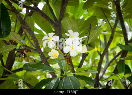 "Sherman" ("polynesischen White') Plumeria (Plumeria Rubra Frangipani Acuminata) Blüten und Blätter.  Waikoloa, Hawai ' i. Stockfoto