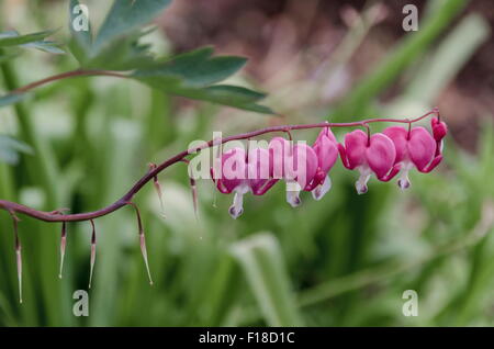 Dicentra Spectabilis auch bekannt als Auto, Herzblume oder Leier Blume mit der Venus unscharf Hintergrund, Bulgarien Stockfoto
