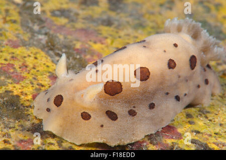 Meer von Japan, Primorje, Fernost, Russland. 15. Oktober 2014. Nacktschnecken oder Meeresschnecke (Diaulula Sandiegensis) Meer von Japan, Rudnaya Pristan, Fernost, Primorsky Krai, Rußland. © Andrey Nekrassow/ZUMA Wire/ZUMAPRESS.com/Alamy Live-Nachrichten Stockfoto