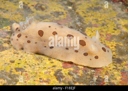 Meer von Japan, Primorje, Fernost, Russland. 15. Oktober 2014. Nacktschnecken oder Meeresschnecke (Diaulula Sandiegensis) Meer von Japan, Rudnaya Pristan, Fernost, Primorsky Krai, Rußland. © Andrey Nekrassow/ZUMA Wire/ZUMAPRESS.com/Alamy Live-Nachrichten Stockfoto