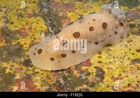 Meer von Japan, Primorje, Fernost, Russland. 15. Oktober 2014. Nacktschnecken oder Meeresschnecke (Diaulula Sandiegensis) Meer von Japan, Rudnaya Pristan, Fernost, Primorsky Krai, Rußland. © Andrey Nekrassow/ZUMA Wire/ZUMAPRESS.com/Alamy Live-Nachrichten Stockfoto