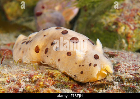 Meer von Japan, Primorje, Fernost, Russland. 15. Oktober 2014. Nacktschnecken oder Meeresschnecke (Diaulula Sandiegensis) Meer von Japan, Rudnaya Pristan, Fernost, Primorsky Krai, Rußland. © Andrey Nekrassow/ZUMA Wire/ZUMAPRESS.com/Alamy Live-Nachrichten Stockfoto