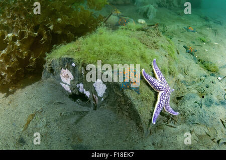 Meer von Japan, Primorje, Fernost, Russland. 15. Oktober 2014. Northern Pacific Seastar oder japanische gemeinsame Seestern (Asterias Amurensis) Meer von Japan, Fernost, Primorsky Krai, Russische Föderation © Andrey Nekrassow/ZUMA Wire/ZUMAPRESS.com/Alamy Live-Nachrichten Stockfoto