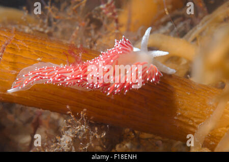 26. September 2009 - Meer von Japan, Primorje, Fernost, Russland - Nacktschnecken oder Meeresschnecke (Flabellina verzweigt) Meer von Japan, Rudnaya Pristan, Fernost, Primorsky Krai, Rußland. (Kredit-Bild: © Andrey Nekrassow/ZUMA Wire/ZUMAPRESS.com) Stockfoto