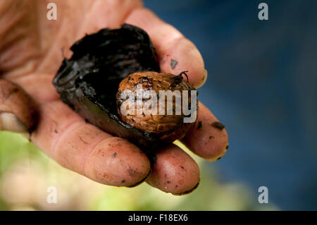 frische Walnüsse vom Baum Stockfoto