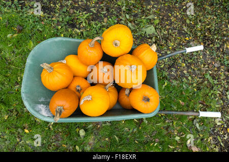 Schubkarre mit Kürbisse im Garten Stockfoto