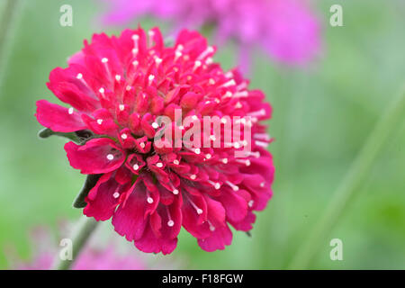 Knautia Macedonicain im Garten Stockfoto