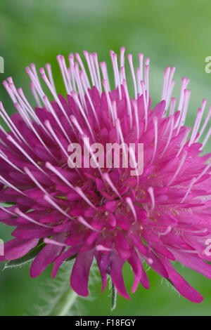 Knautia Macedonicain im Garten Stockfoto