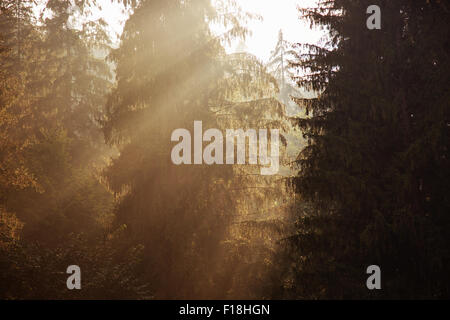 Sonnenaufgang im Wald. Stockfoto