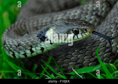 Eine Nahaufnahme von einer Ringelnatter Gras UK Stockfoto