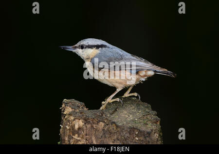 Ein Kleiber auf einem Baumstamm UK Stockfoto