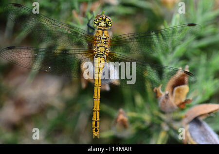 Weibliche gemeinsame Darter Libelle auf gemeinsame Ginster. Dorset, UK Juni 2015 Stockfoto