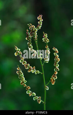 Sauerampfer UK Stockfoto