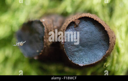 Hexen butter Pilze mit kleine Spinne Stockfoto