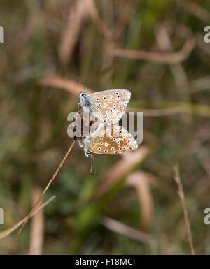 zwei Adonis blaue Schmetterlinge Fütterung Stockfoto