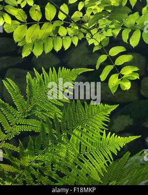 Bracken und Asche Baum Blätter in der Sonne Strid Wood in Wharfedale. Stockfoto