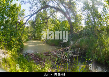 Beaver dam Landschaft Fluss Sumpf in den grünen Wald wild impene Stockfoto