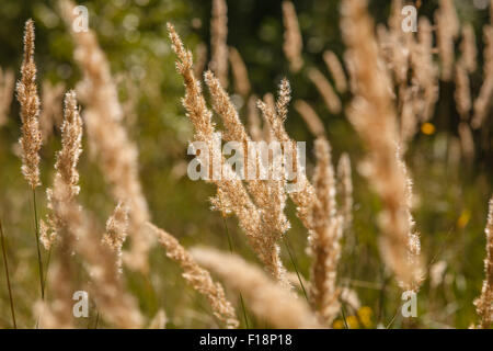 Rasen-Ohren im Sommer grüne Wiese Nahaufnahme Naturlandschaft R Stockfoto