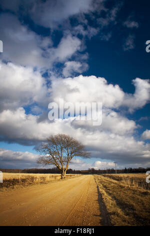 Einsamer Baum auf der Straße Stockfoto