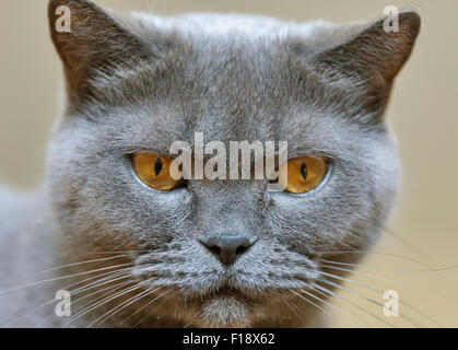 Schottische reinrassige graue Katze Porträt closeup Stockfoto