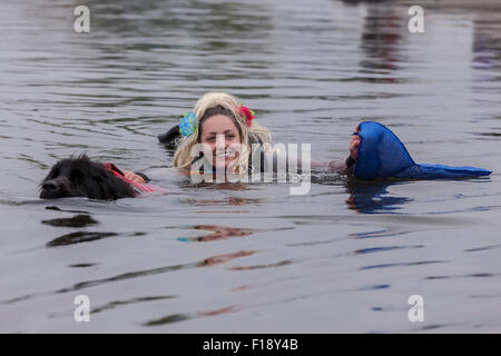 Northampton, UK. 30. August 2015. Neufundländer Anzeige eines Feiertags grau und feucht Bank Sonntag, Billing Aquadrome Northampton. 30. August 2015. Nördlichen Neufundland Club. Aktiven Hund Wasserspiele, veranstaltet von Rother Valley Trainingsgruppe mit Demonstration auf der Marina-See. Bildnachweis: Keith J Smith. / Alamy Live News Stockfoto