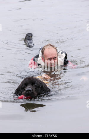 Northampton, UK. 30. August 2015. Newfoumdland Hund anzeigen auf einen grau und feucht Bank Urlaub Sonntag, Billing Aquadrome Northampton. 30. August 2015. Nördlichen Neufundland Club. Aktiven Hund Wasserspiele, veranstaltet von Rother Valley Trainingsgruppe mit Demonstration auf der Marina-See. Bildnachweis: Keith J Smith. / Alamy Live News Stockfoto