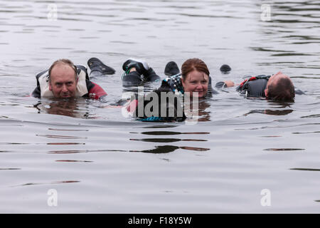 Northampton, UK. 30. August 2015. Newfoumdland Hund anzeigen auf einen grau und feucht Bank Urlaub Sonntag, Billing Aquadrome Northampton. 30. August 2015. Nördlichen Neufundland Club. Aktiven Hund Wasserspiele, veranstaltet von Rother Valley Trainingsgruppe mit Demonstration auf der Marina-See. Bildnachweis: Keith J Smith. / Alamy Live News Stockfoto