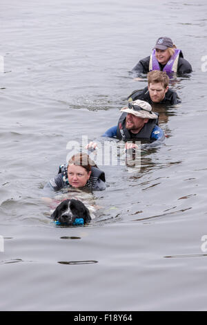 Northampton, UK. 30. August 2015. Newfoumdland Hund anzeigen auf einen grau und feucht Bank Urlaub Sonntag, Billing Aquadrome Northampton. 30. August 2015. Nördlichen Neufundland Club. Aktiven Hund Wasserspiele, veranstaltet von Rother Valley Trainingsgruppe mit Demonstration auf der Marina-See. Bildnachweis: Keith J Smith. / Alamy Live News Stockfoto