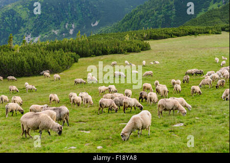 Almen im Nationalpark Retezat, Karpaten, Rumänien. Stockfoto