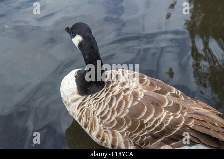 Kanada-Gans in Halle Platz Gärten Bexley Stockfoto