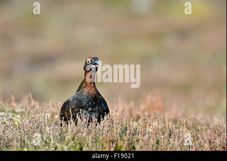 Moorschneehuhn (Lagopus Lagopus Scoticus) Stockfoto