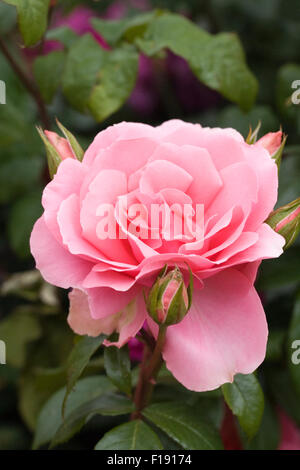 Rosa, du bist schön "Fryacy" Stockfoto