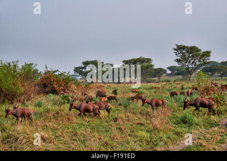 Konferenz, Damaliscus Korrigum, Ishasha Sektor, Queen Elizabeth National Park, Uganda, Afrika Stockfoto