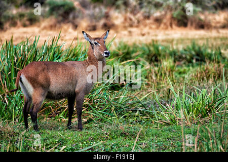 Weiblicher Wasserbock Kobus Ellipsiprymnus, Murchison Falls National Park, Uganda, Afrika Stockfoto