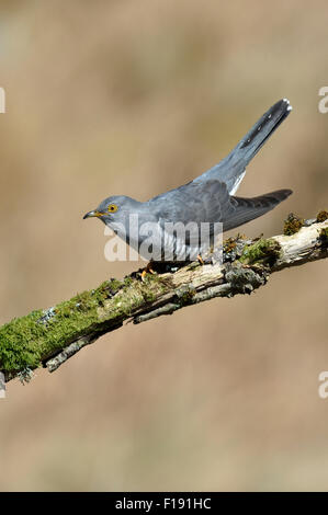 Kuckuck (Cuculus Canorus) – UK Stockfoto