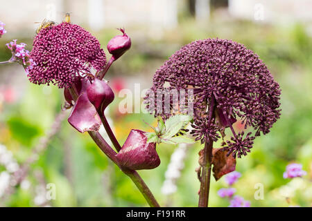 Gewölbte Staats-und lila, Insekten anzuziehen Blumen in riesigen Angelika, Angelica gigas Stockfoto