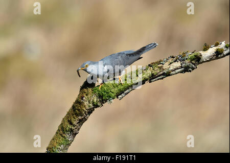 Kuckuck (Cuculus Canorus) – UK Stockfoto