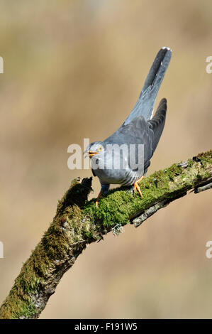 Kuckuck (Cuculus Canorus) – UK Stockfoto